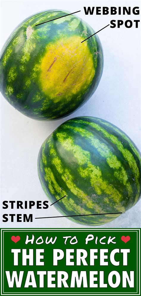 how to pick a watermelon easy tips evolving table picking watermelon how to choose