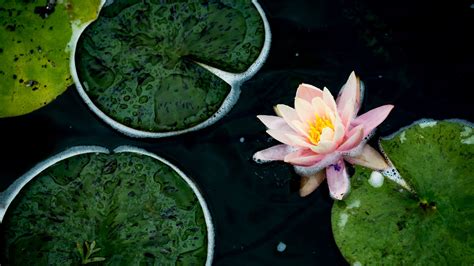 Water Lily Petals Flower Pink Pond Drops Green Leaves 4k Hd Flowers