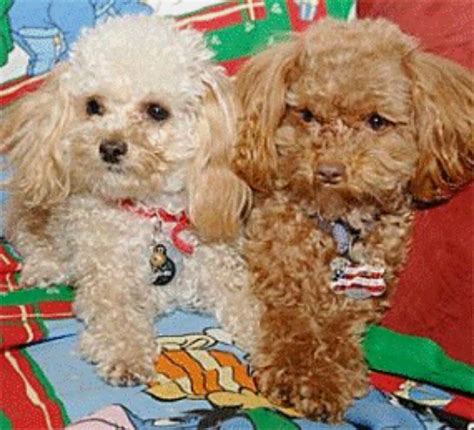 Toy Poodle Dog Breed Information Images Characteristics Health