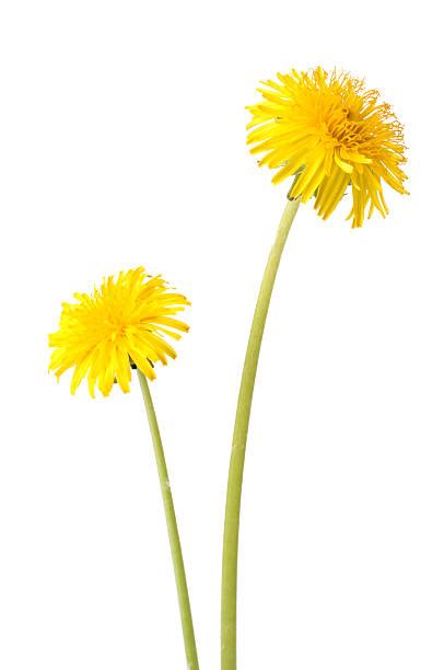 Top 60 Dandelion Stock Photos Pictures And Images Istock