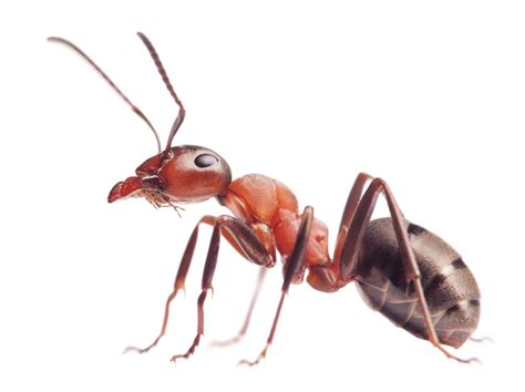 Ant Identification Guide How To Identify Ants