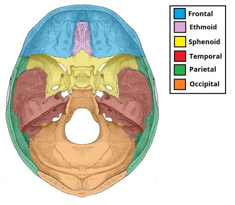 Areas Of The Head Teachmeanatomy
