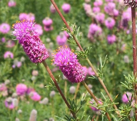 Maybe you would like to learn more about one of these? PURPLE PRAIRIE CLOVER - Johnston Seed Company