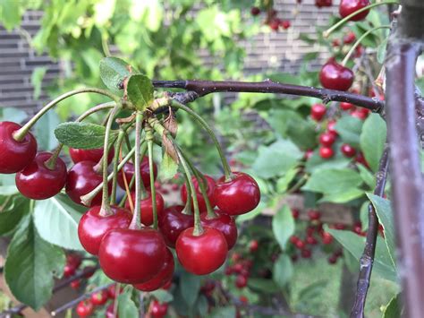 Cherry Tree How To Grow Cherry Tree In Containers Growing Cherries