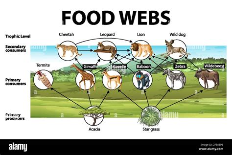 Education Poster Of Biology For Food Webs Diagram Illustration Stock