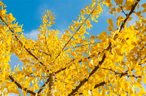 Free Images Nature Branch Blossom Sky Sunlight Leaf Fall