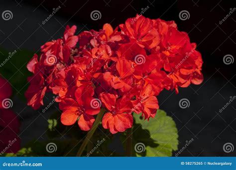 Bright Red Flowers Bloom Stock Image Image Of Blooming 58275265