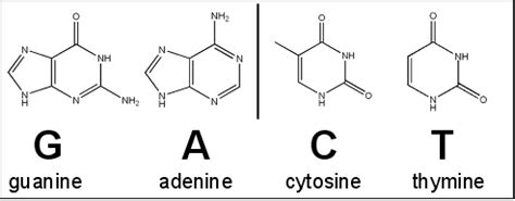 Genes for antibiotic resistance can be found in the bacterial chromosome or in plasmids. Visionlearning | Biology | DNA II