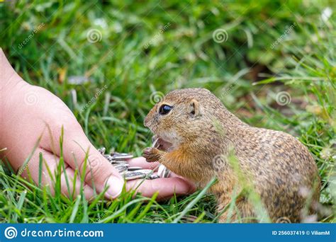 The European Ground Squirrel Eating Seeds From Hand Stock Image Image