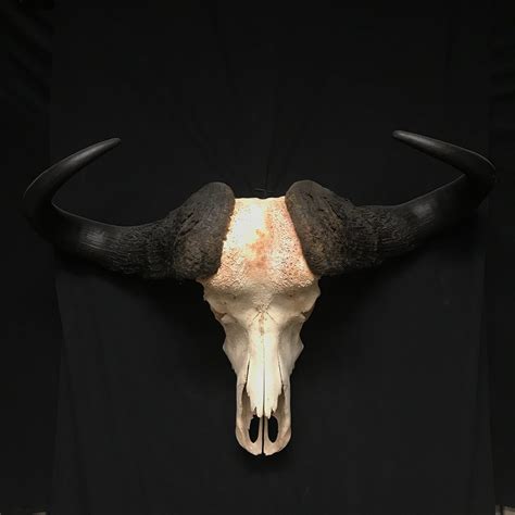Gorgeous Cape Buffalo Skull Real Bone Available For Purchase At Natur
