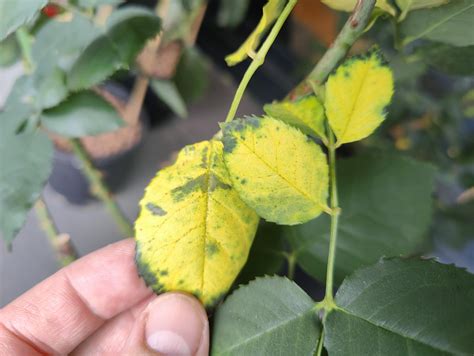 Any Ideas Why Rose Leaves Turning Yellow Rgardening