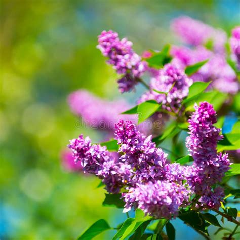 Beautiful Flowering Flowers Of Lilac Tree At Spring Stock Image Image