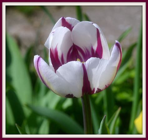 Tulipa 3 Waldemar Jan Flickr