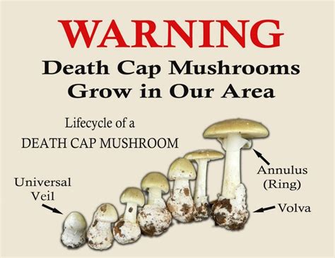 3 Edible Mushrooms That Are Easy To Find And How To Avoid The Poisonous Ones