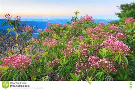 Kalmia Latifolia Mountain Laurel Buds North Carolina Stock Image
