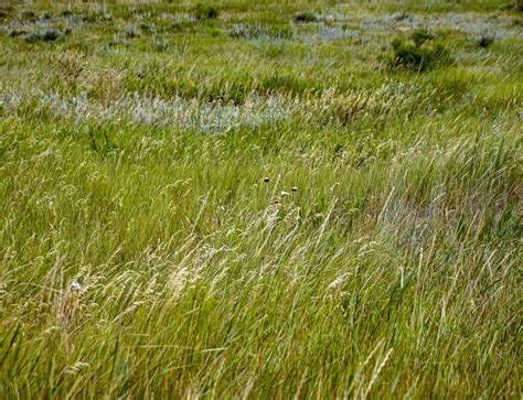 Grassy Meadow Free Stock Photo Public Domain Pictures