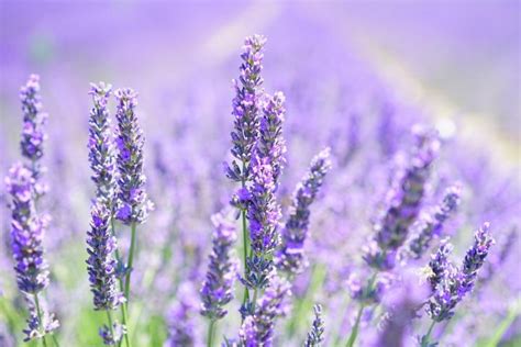Flowers dies long before winter: How to Care for Lavender in Winter | Indoors & Outdoors ...