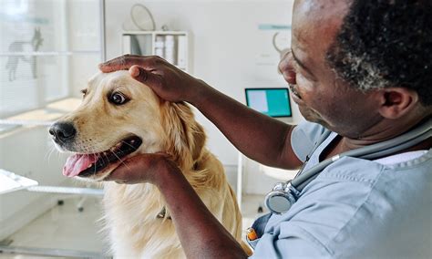 What To Expect During Your Dogs Cataract Surgery Zoetis Petcare