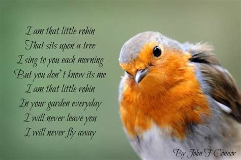 Pin By Steph Chant On Chanty Bird Quotes Robin Bird Red Robin Bird
