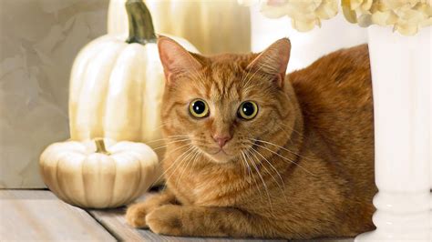 760 x 507 jpeg 93 кб. How Much Pumpkin for Cats: Recommendations from Experts