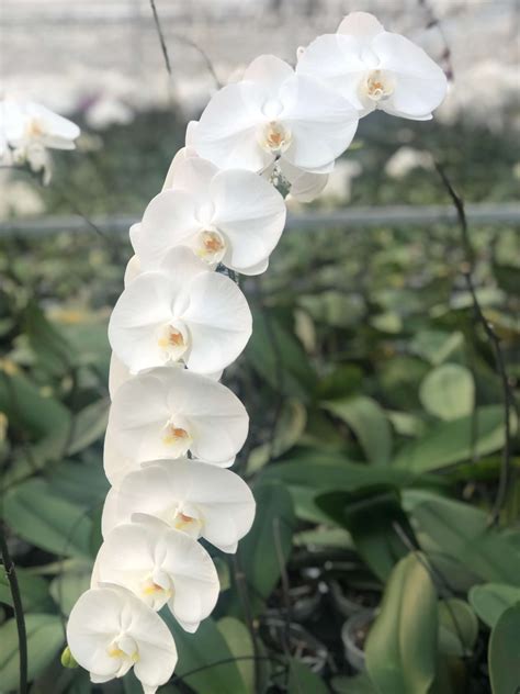 sensation white xxl walter grootscholten orchid nursery