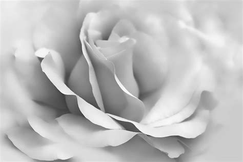 Silver Ballerina Rose Flower Photograph By Jennie Marie Schell Fine