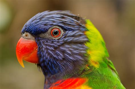 Free Images Bird Wildlife Beak Colorful Fauna Lorikeet Macaw