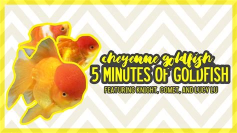 5 Minutes Of Goldfish 1 Cheyenne Goldfish Youtube