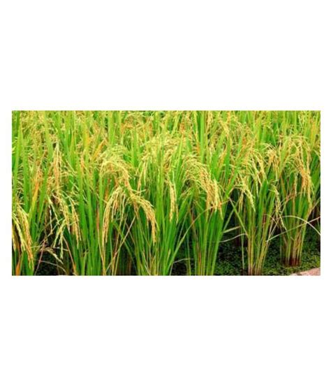 Today, over 70% production of basmati rice happens in india and is catered all around the world. VISION CRAFTED Rice Paddy Seed for Sowing - Basmati seeds ...