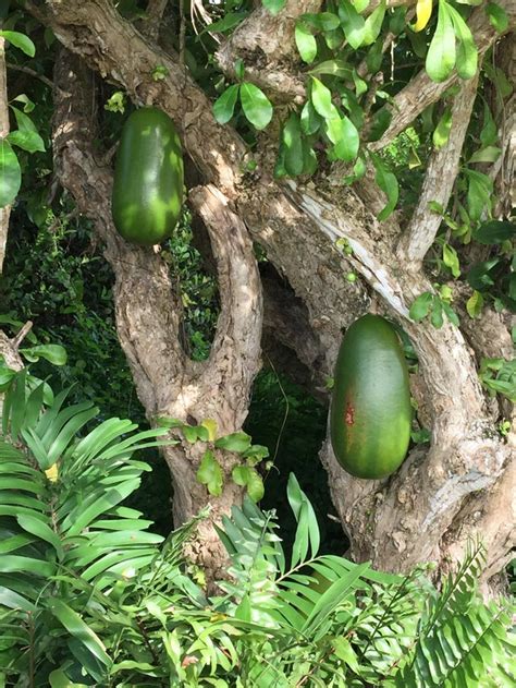 What Is This Large Green Fruit Found On A Tree In Isabela