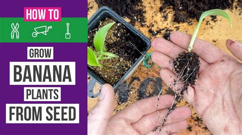 How To Grow Banana Plants From Seed At Home 🌱🍌 Youtube