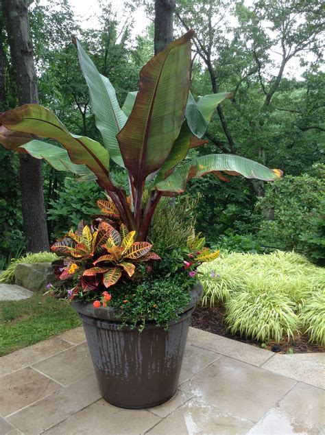 Tropical Elegance Patio Plants Garden Containers Shade Garden