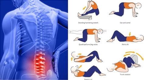 Lower Back Bodyweight Exercises To Ease Off Back Pain And Strengthen The Surrounding Muscles