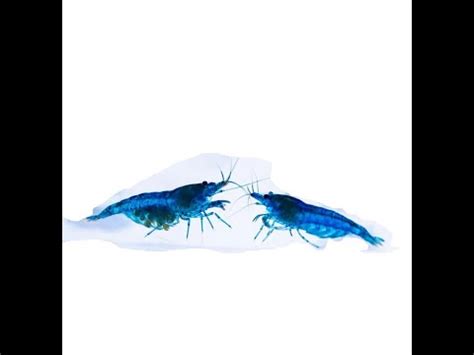 Neocaridina Blue JELLY Shrimp YouTube