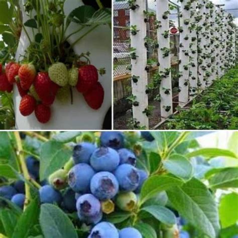 How To Grow Cranberries Blueberries And Raspberries In Hydroponic