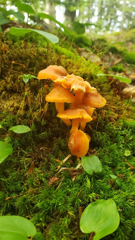 Northern Michigan Mushrooms Fungi Nature Photography Mushroom