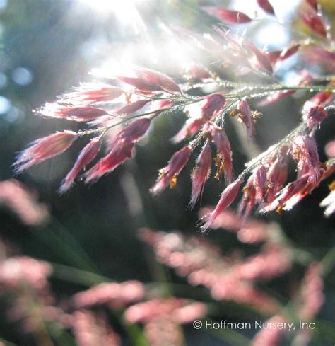 Hardy to zone 8, it's often treated as an annual. Plants | Hoffman Nursery