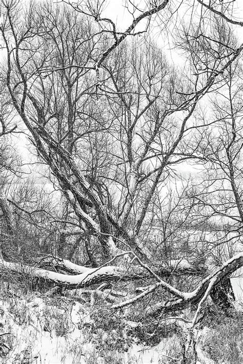 Winter Woods On A Stormy Day Bw Photograph By Steve Harrington Fine