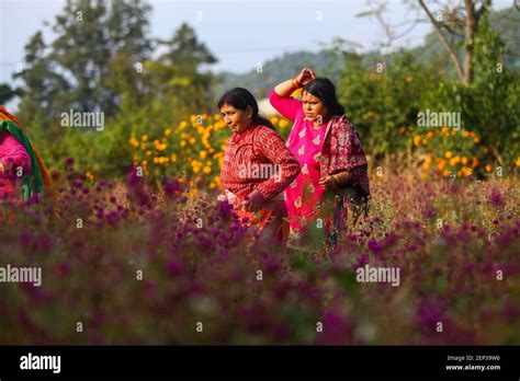 Nepalese Women Harvest Globe Amaranth Flowers To Make Garland For The