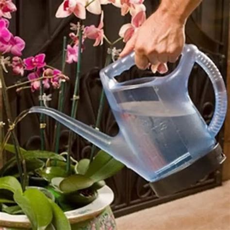 How To Water Orchids Correctly A Guide To Watering Orchids The Right
