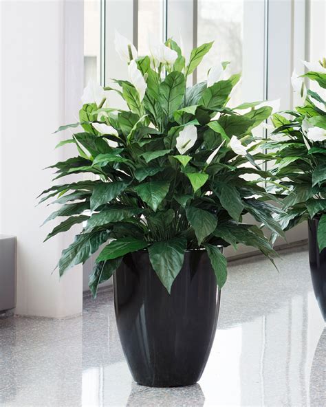 Succulents in a wooden box. Lifelike Double Full Spathiphyllum Silk Floor Plant at Petals