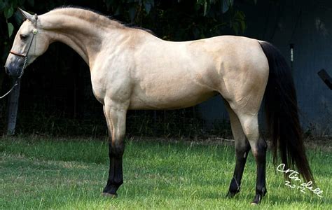 Buckskin Arabian Horses