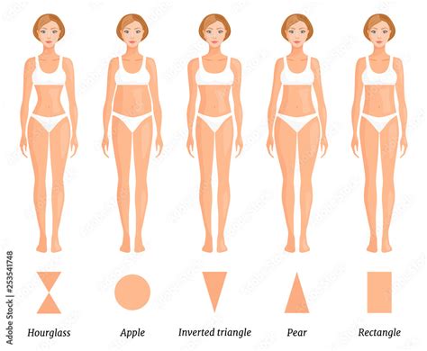 Forms Of Female Body Type Various Figures Of Women Vector Vector De