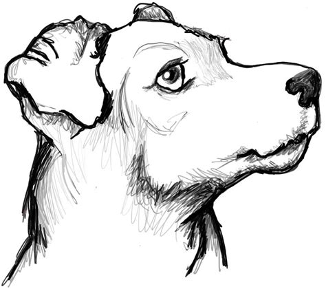 How To Draw A Dog Head Side View