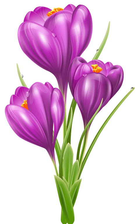A jpg does, however, allow you to create smaller file size than you could with a png. Crocus PNG Photos | PNG Mart