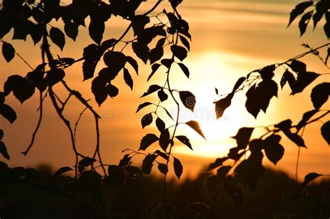 Silhouettes Of Branches Of A Tree At A Sunset Time Stock Photo Image