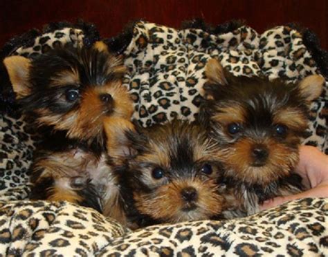 Find puppies in your area and helpful tips and info. teacup puppies for sale in texas | Zoe Fans Blog | Teacup ...