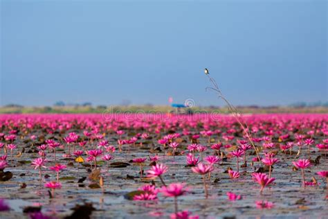 Red Lotus Lake Udon Thani Stock Photo Image Of Symbol 91322744
