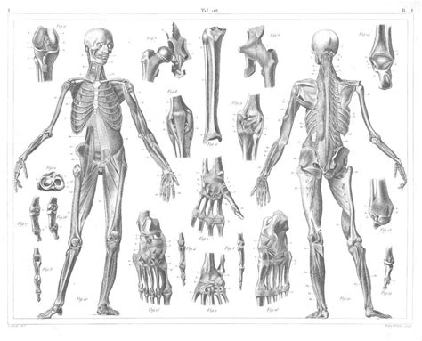Human Anatomy Bones Free Vintage Illustrations