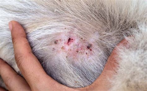 11 Common Dog Skin Lesions With Pictures And What To Do 2023